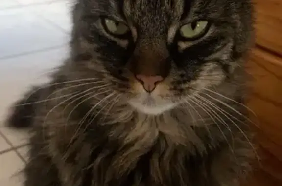 Animaux perdus Toulouse, photo: Chat perdu, L'Agneau, Vouzan, Toulouse - poils longs marron