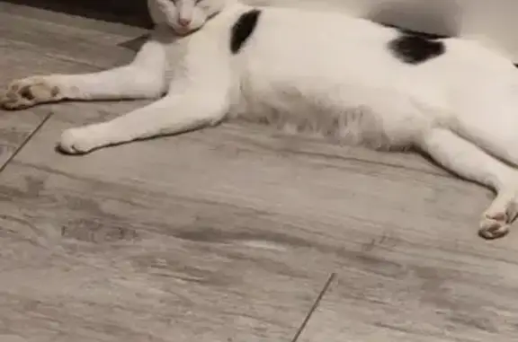Animaux perdus La Ravoire, photo: Chat perdu, Rue Napoléon 1er, La Ravoire, Bordeaux - blanche avec des taches noires