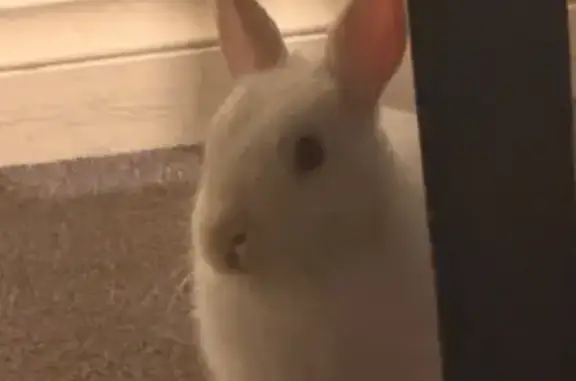 Lost pets Lyndhurst, photo: Lost rabbit, Pound Road, 135, Casey City - female Dutch rabbit