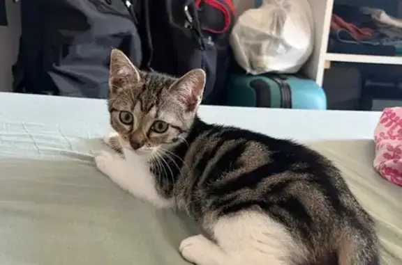 Animaux perdus Paris, photo: Chat perdu, Chemillé-en-Anjou, Paris - tigré gris et noir