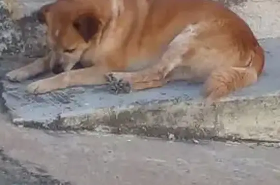 Cachorro encontrado Macho (brf...