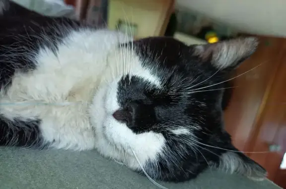 Animaux perdus Laruscade, photo: Chat perdu, Route de Trigne, Laruscade - mâle non castré