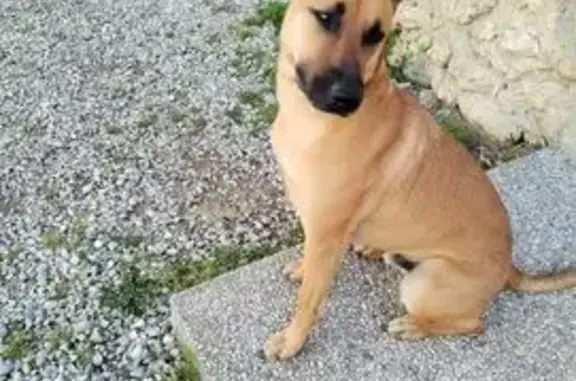 Animaux perdus Beaulieu, photo: Chien perdu, Beaulieu - Malinois croisé staff
