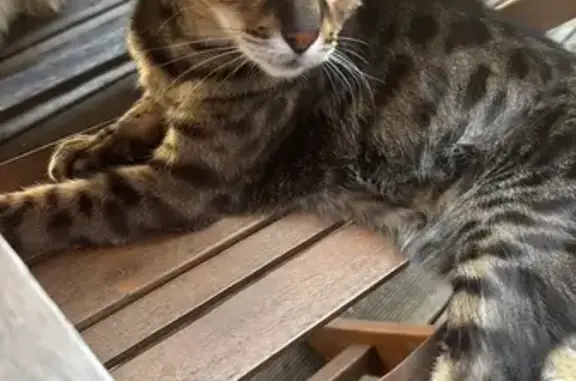 Chat perdu, Rue de la Paix, 1, Muttersholtz, Paris - mâle de petite taille - photo