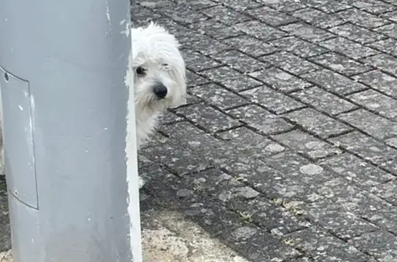 Animaux trouvés Paris, photo: Chien trouvé, Rue du Commandant Charcot, Saint-Nazaire - collier rouge