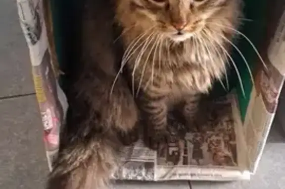 Animaux perdus Santeny, photo: Chat perdu, Rue des Faneuses, Marolles-en-Brie - tigré à poils mi-longs