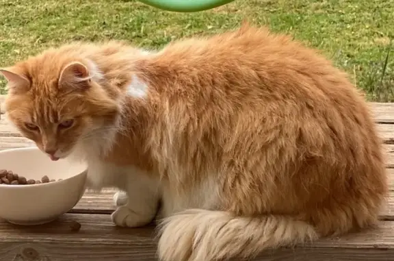 Chat perdu, Rue des Chanterelles, Argentré, Angers - rousse et blanche - photo