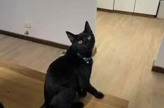 Lost male cat, Calista Avenue, Kwinana, Perth - friendly and small - photo