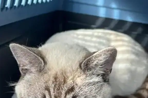 Animaux trouvés Gourin, photo: Chat trouvé, Gastavit, Gourin - mâle sociable