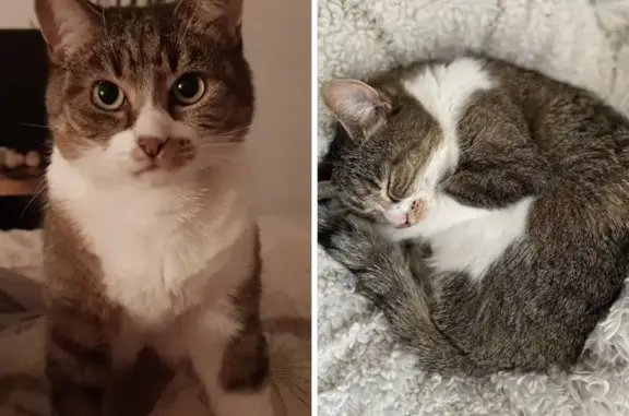 Animaux perdus Paris, photo: Chat perdu, Rue Etienne Cournault, Nancy - femelle répondant au nom de Pepette