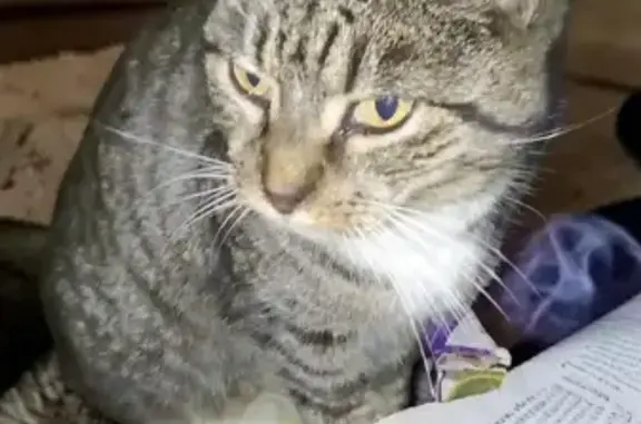 Animaux perdus Lille, photo: Chat perdu, Calais - répond au nom de Patate