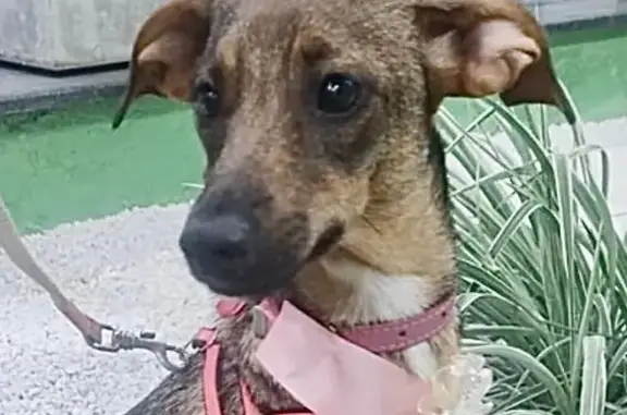 Cachorro perdido Fêmea (brl002...