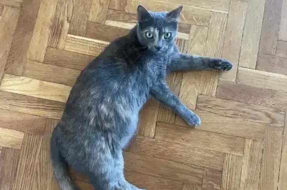 Зникла кішка, вулиця Богдана Гаврилишина, 15, Київ - черепашкова шерсть, відгукується на ім’я Сірі - photo