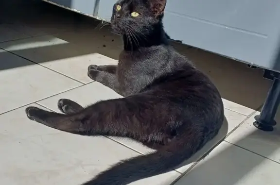 Chat perdu, Rue du Four À Chaux, Lille - mâle entièrement noir - photo