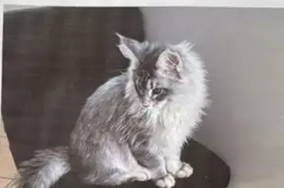 Animaux perdus Paris, photo: Chat perdu, Rue des Pommeraies, Saint-Jacques-sur-Darnétal - chaton Main Coon femelle