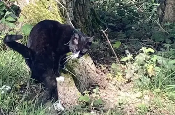 Animaux trouvés Betton, photo: Chat trouvé, Buvette du Pont, Betton - collier vert atypique