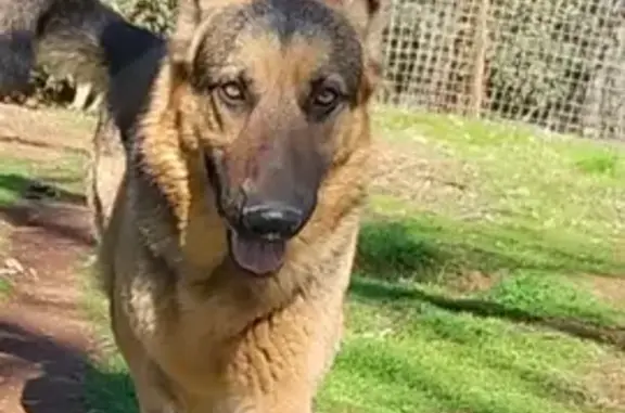 Lost male dog, South Crilly Drive, Chicago - black and brown German shepherd - photo