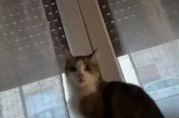 Chat perdu, Pernes, photo: Chat perdu, Rue de Saint-Pol, Pernes - mâle docile