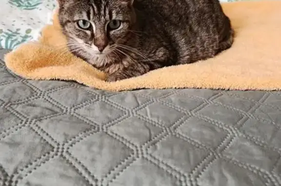 Chat perdu, Les Trois Marchands, Neufchâtel-en-Saosnois - femelle tigrée fauve - photo