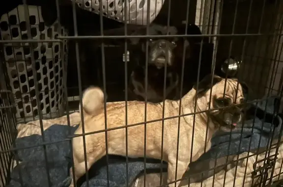 Found dog Doney Park, photo: Found male dog, Doney Park, Arizona