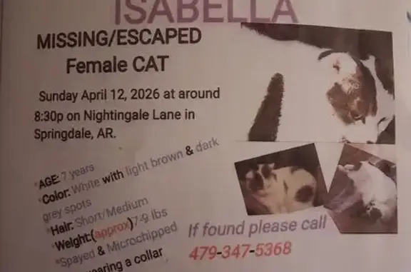 Lost cat, Springdale, Little Rock - female with a black dot on ear - photo
