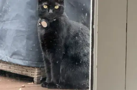 Lost pets Sydney, photo: Lost female cat, Irvine Crescent, Ryde, Sydney - Salem Black with a white patch