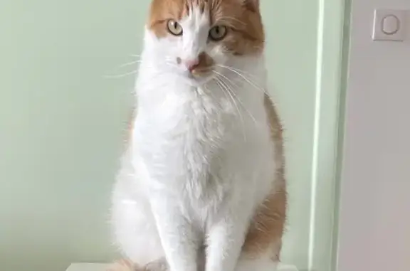 Chat perdu, Rue de Verdun, Le Vésinet - mâle roux et blanc - photo