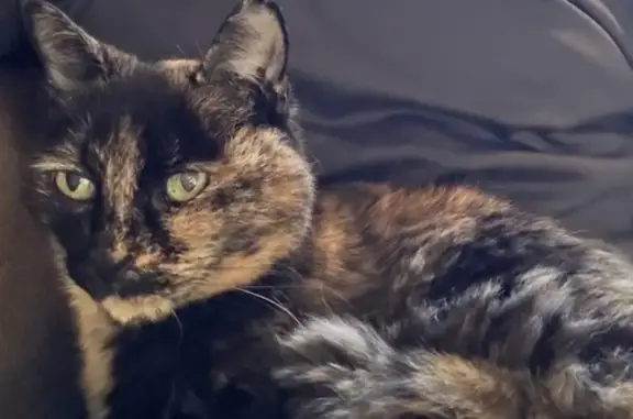 Lost cat, Rochford Drive, Springfield - older calico, female - photo