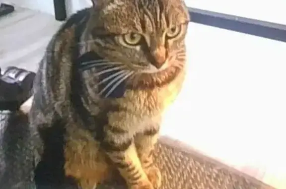 Animaux perdus Narbonne, photo: Chat perdu, Rue Paul Thiers, Narbonne - collier noir avec noeud bleu