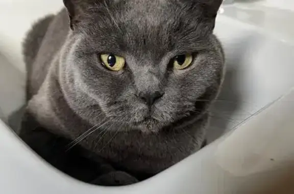 Chat perdu, Vierzon, photo: Chat perdu, Vierzon - gris, assez dodu