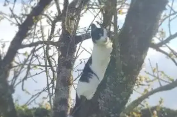 Chat perdu, D 32, Saint-Poix, Le Pertre - yeux verts, castré - photo