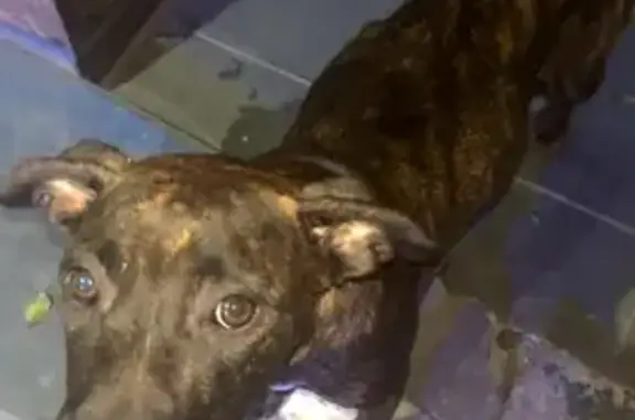 Cachorro encontrado Fêmea (brf...