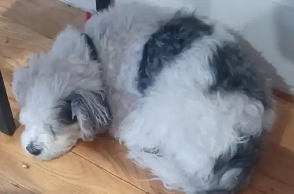 Lost dog, East 35th Street, Brooklyn - male with black circles - photo