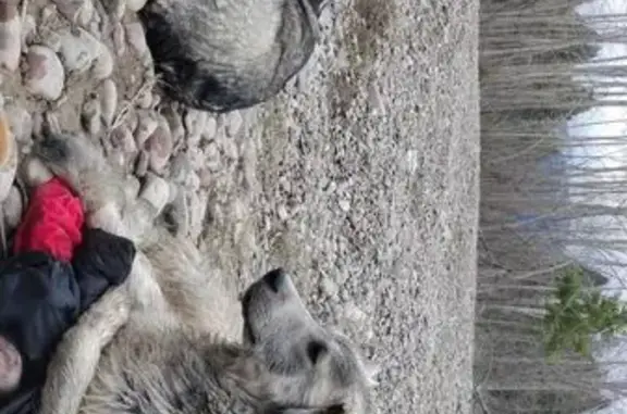 Lost dog, Kokanee Bend Drive, Columbia Falls - male with grey/blue/tan coat - photo