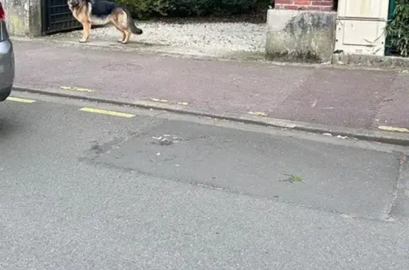 Animaux trouvés Roubaix, photo: Chien trouvé, Rue Paul Lafargue, Roubaix - collier, non agressif