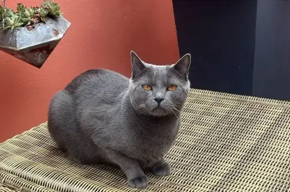 Chat perdu, Paris, photo: Chat perdu, Rue des Carrières, Cormeilles-en-Parisis - gris aux yeux orangés