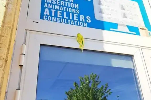 Animaux trouvés Talence, photo: Oiseau trouvé, Avenue Espeleta, Talence - petit vert et jaune