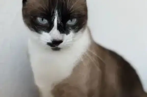 Chat perdu, Grand-Charmont, photo: Chat perdu, Rue des Narcisses, Grand-Charmont, Paris - yeux bleus