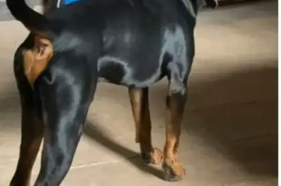 Chien perdu, Villecomtal, Paris - en ballade chemin de Servières - photo