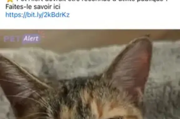 Chat perdu, Ambronay, photo: Chat perdu, Route de Priay, Ambronay - femelle avec ventre rasé
