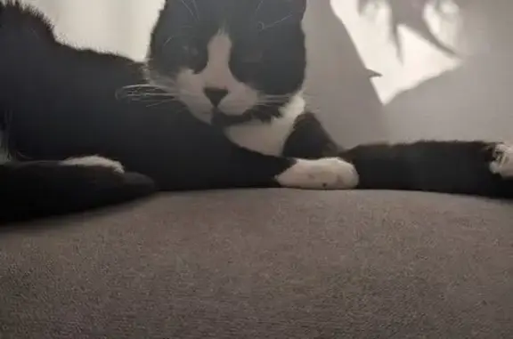 Chat perdu, Le Thor, photo: Chat perdu, Le Thor - collier violet