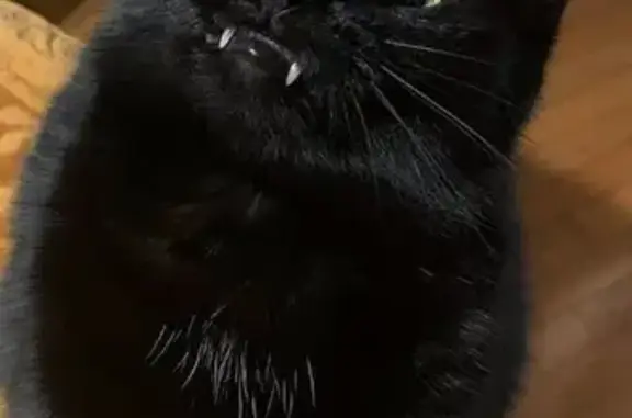 Lost male cat, Knoxville, Tennessee - all black and chunky - photo