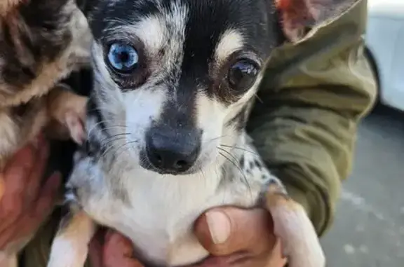 Chien perdu, Courcité, Alençon - couleur merle, un œil bleu - photo