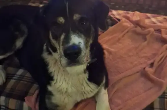 Perro perdido Macho, Huelva (sl495554) - photo