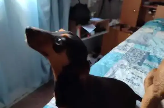 Lost dog, Oudenhout Street, Sasolburg - black and brown puppy - photo