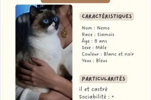 Animaux perdus Saint-Christoly-de-Blaye, photo: Chat perdu, Route de Manan, 867, Saugon, Saint-Christoly-de-Blaye - siamois castré