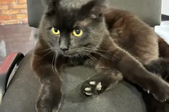 Знайдено кішку Новосілки, фото: Знайдена кішка, Голосіївський проспект, 120-В, Київ - чорний з червоним нашийником