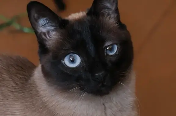 Зникла кішка, вулиця Олександра Архипенка, 10-А, Київ - сіамський окрас - photo