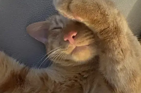Animaux perdus Sallertaine, photo: Chat perdu, Rue des Pinsons, Sallertaine - roux et sociable