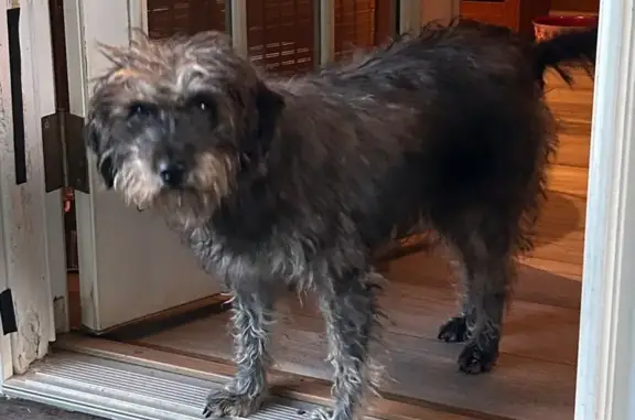 Lost dog, Broadcloth Street, Fort Mill - female terrier - photo
